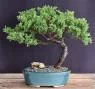 Bonsai Boy Juniper Bonsai